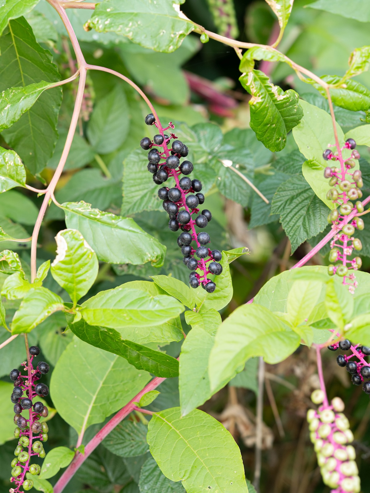 A pokeweed bush with ripe berries