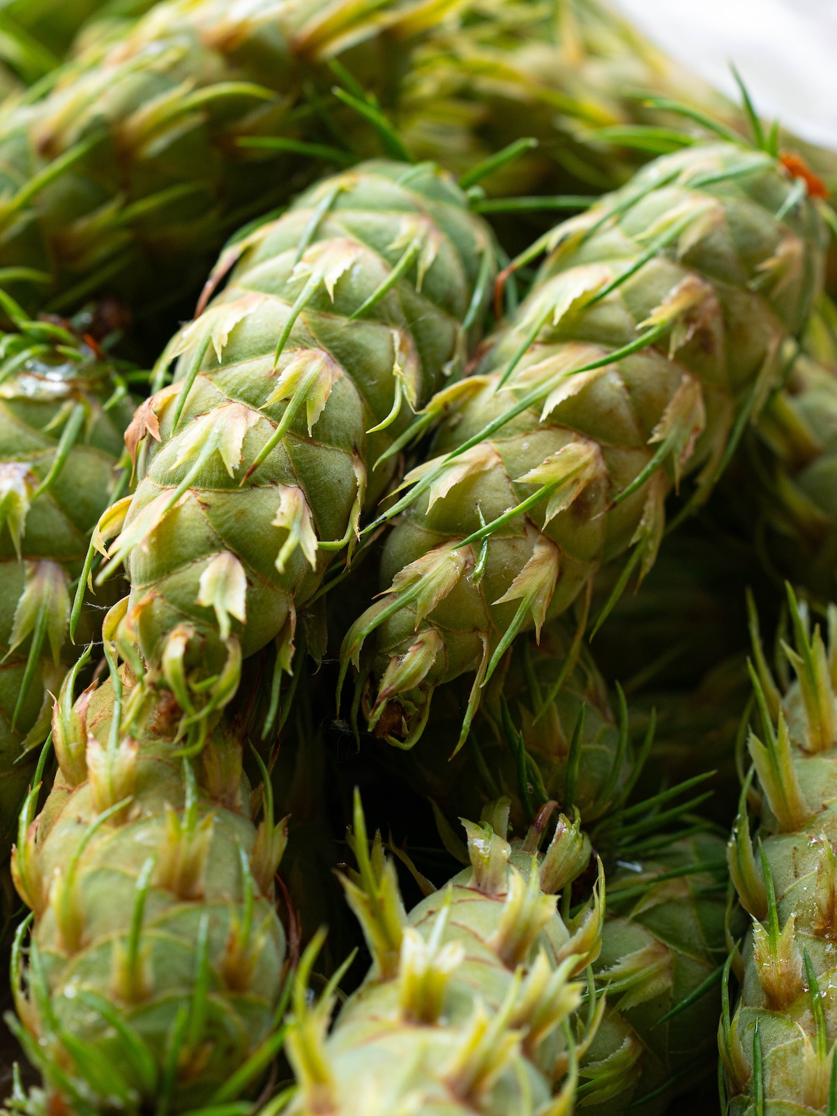 Closeup view of unripe Douglas fir pine cones